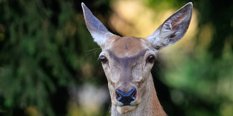 Zespół ds. zmian systemowych w łowiectwie zastępuje zniesiony Zespół ds. reformy łowiectwa