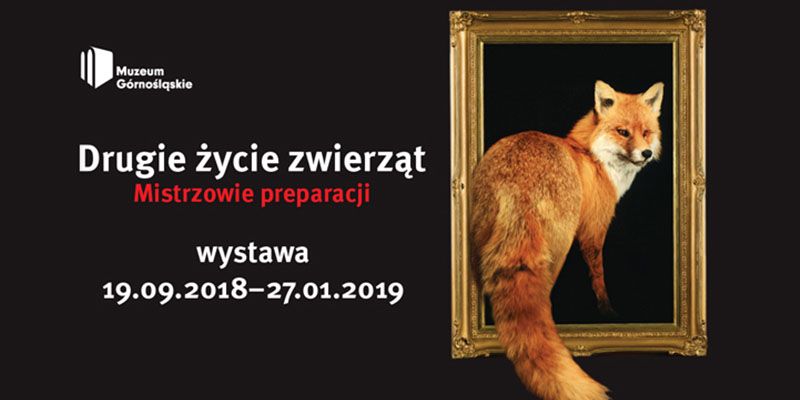 Sztuka preparacji zwierząt na wystawie w Muzeum Górnośląskim