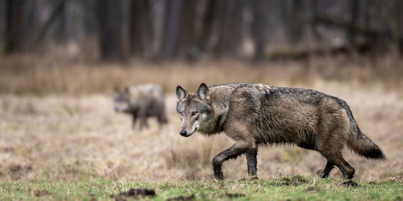 Współtworzenie współistnienia (CoCo) z dużymi drapieżnikami. Badanie ankietowe myśliwych