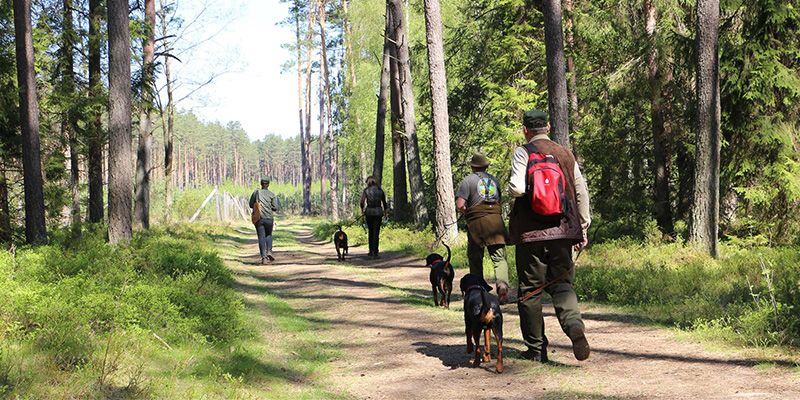 Nadleśnictwo Pisz odwołuje warsztaty dla ogarów i gończych