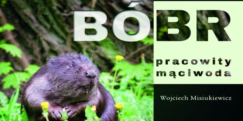 Album „Bóbr – pracowity mąciwoda”