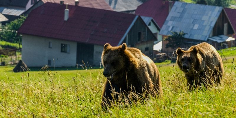Jak trwoga, to do myśliwych. Będziemy płoszyć niedźwiedzie, wilki i żubry gumowymi kulami