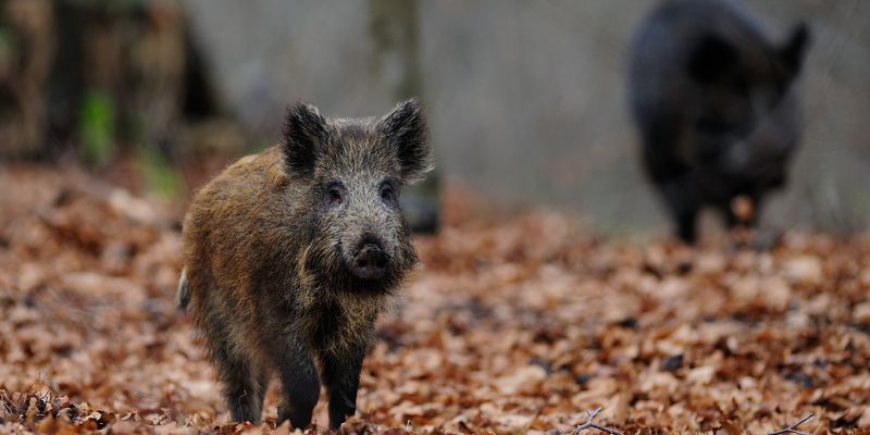 ASF przekracza San. Strefa czerwona rośnie na Dolnym Śląsku