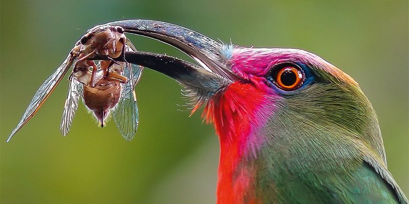 Digiscoper of the Year 2016 rozstrzygnięty!