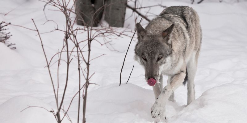 Śmiertelna ofiara wilka na zachodzie Syberii