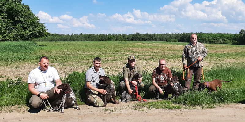 Poszukiwania padłych dzików z psami w Polsce