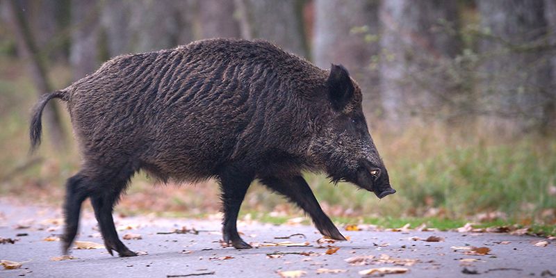 Obostrzenia w związku z ASF-em już w Świętokrzyskiem