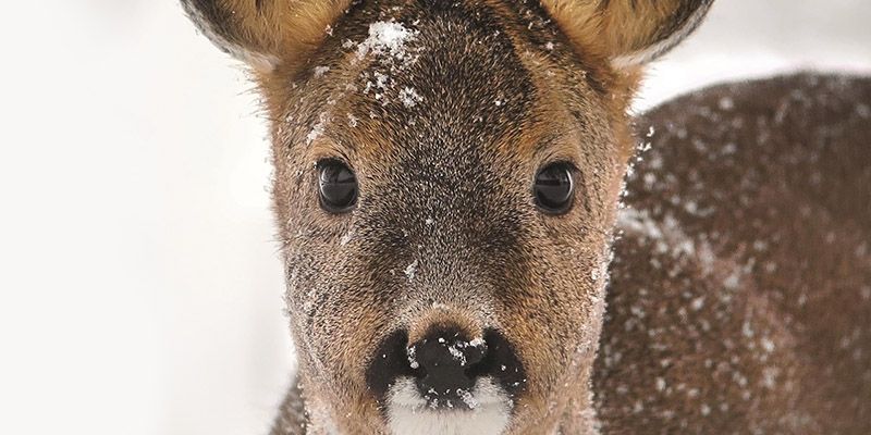 13. edycja Digiscoper of the Year