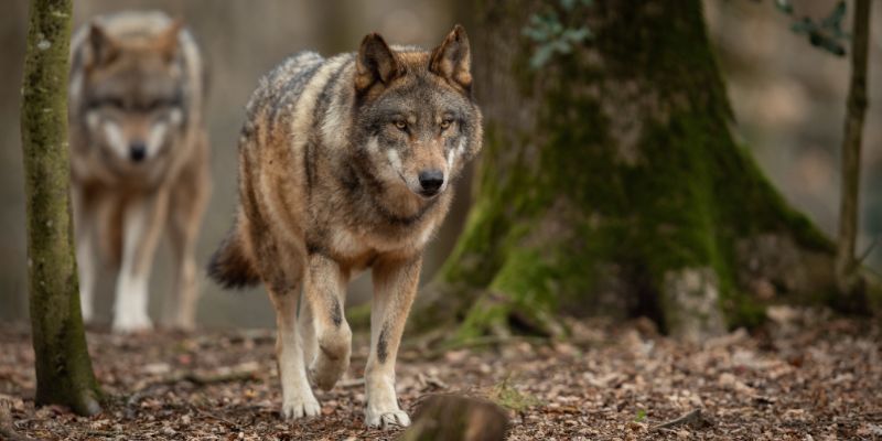 Komisja Rolnictwa i Rozwoju Wsi zabrała się za wilki. Zanosi się na zmiany