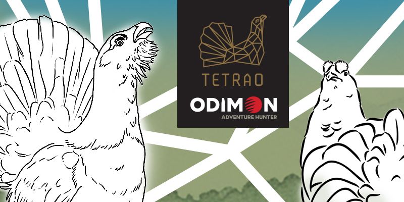 Lisiarz sezonu 2025/2026 w ostojach głuszca i cietrzewia. Zgłoszenia do 1 czerwca!