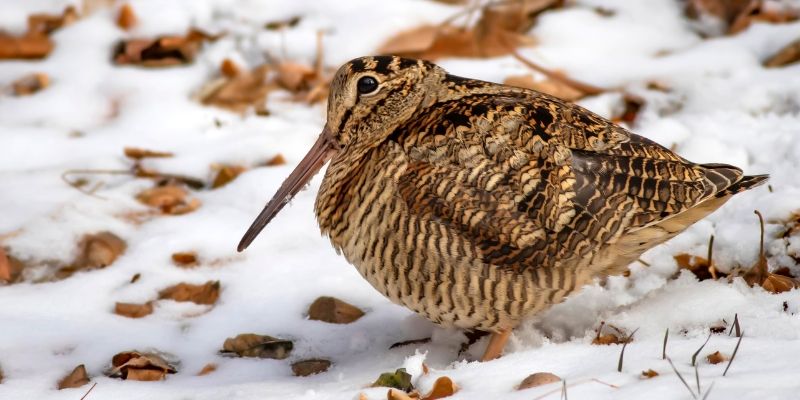Jaki status prawny ma słonka?