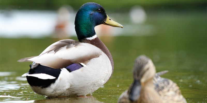 Grypa H5N8 stwierdzona u kaczek na jez. Dąbie