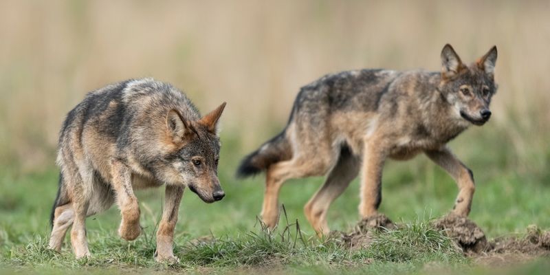 Mamy finał unijnego procesu legislacyjnego w sprawie statusu ochrony wilków!
