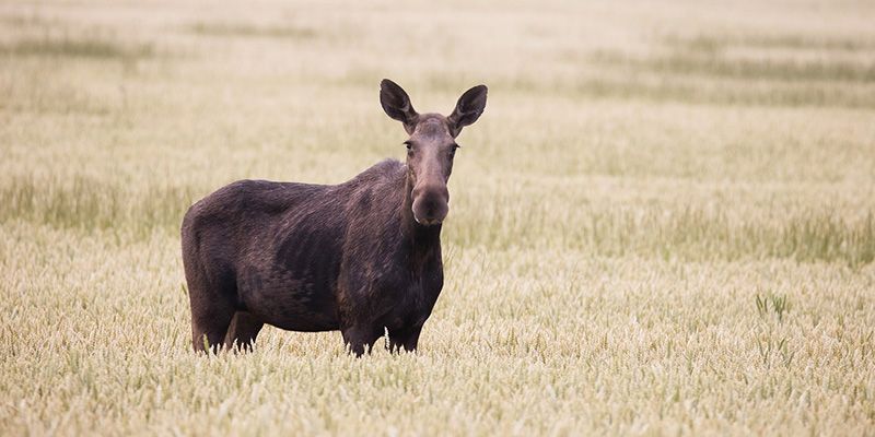 Od września zapolujemy na łosie?