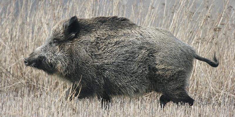 Zmiana niemieckiego prawa łowieckiego do walki z ASF-em