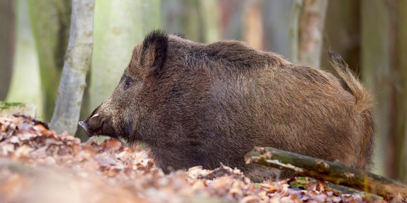 Tusze z odstrzału sanitarnego mogą trafiać do obrotu