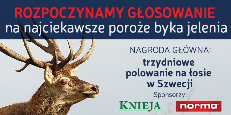Rusza głosowanie w konkursie „Braci Łowieckiej” i FH Knieja w Krakowie na najciekawsze poroże byka j