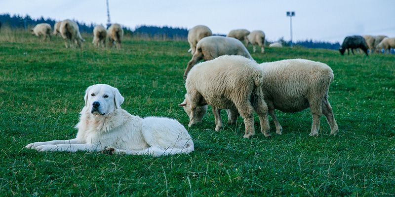 1,7 mln zł z NFOŚiGW na łagodzenie konfliktów z bobrami i wilkami