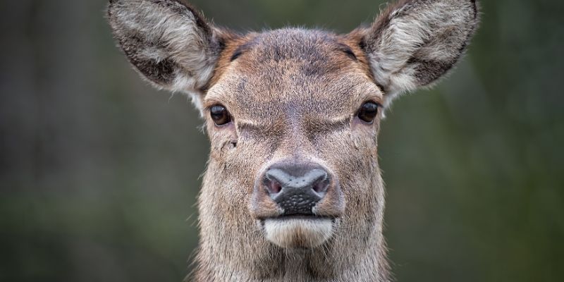 Zarządzenie zapobiegające konfliktom interesów z zakresu łowiectwa w LP uchylone
