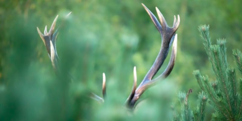 Nowy wzór rocznego planu łowieckiego – bubel czy celowa pułapka na koła?