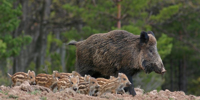 Program wczesnego wykrycia zakażeń wirusem ASF-u kontynuowany