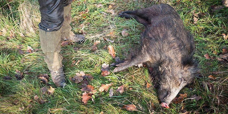 Bioasekuracja myśliwych – zmiana zasad od 10 sierpnia