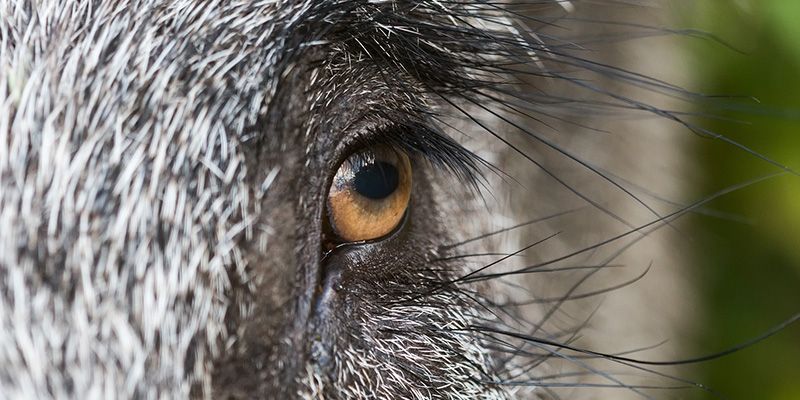 Odstrzał dzików w parkach narodowych sposobem ochrony czynnej