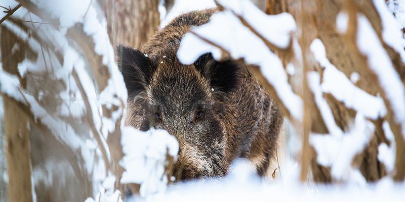 Greenpeace i „Niech Żyją!” nie negują odstrzału dzików, ale…