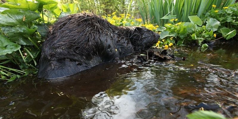 Bobry po 400 latach wracają do Anglii