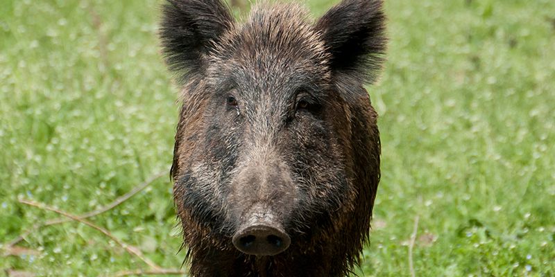 ASF potwierdzony poza strefą czerwoną na Mazowszu