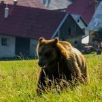 Jak trwoga, to do myśliwych. Będziemy płoszyć niedźwiedzie, wilki i żubry gumowymi kulami