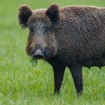 Ujednolicony ryczałt za odstrzał sanitarny dzików i nowa proporcja jego podziału