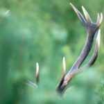 Nowy wzór rocznego planu łowieckiego – bubel czy celowa pułapka na koła?