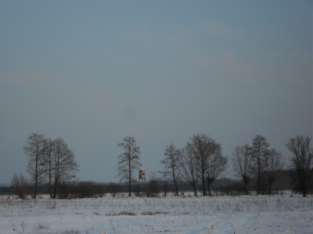 ambona