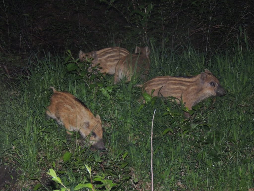 Pasiaki