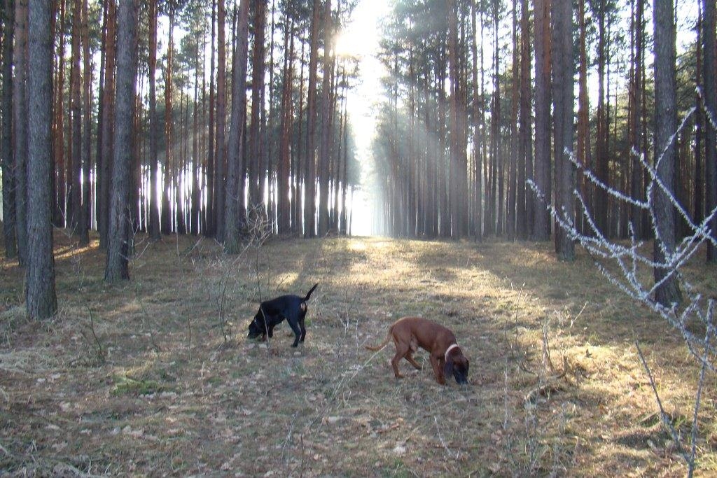 Poranek w kniei
