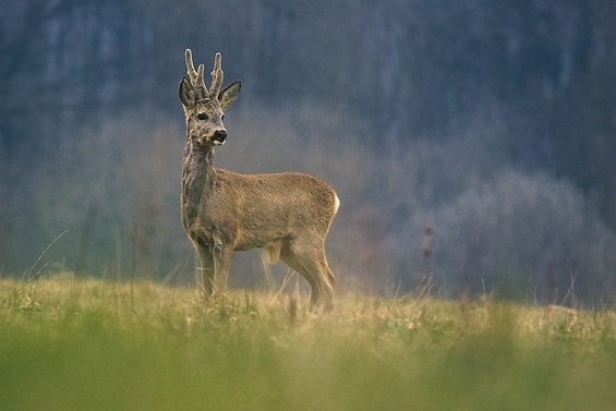 Koziołek w scypule
