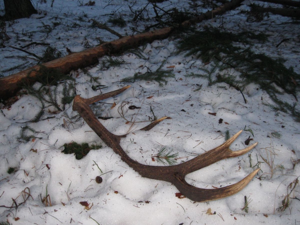 zrzuty 2010