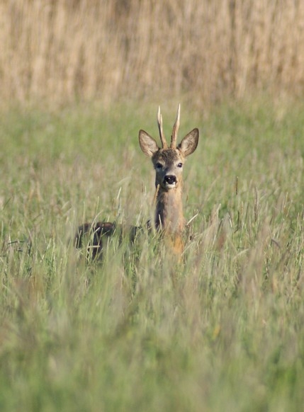 Koziołek