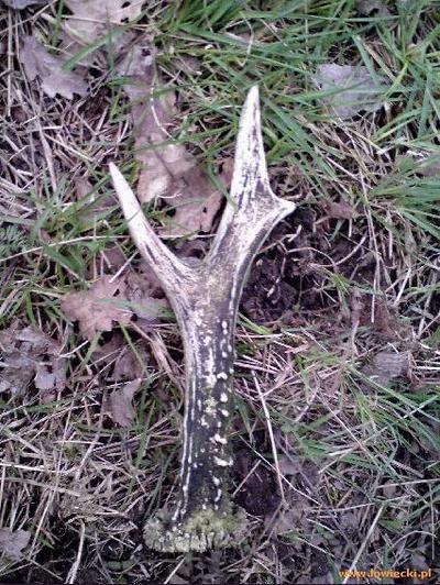 Znalezione 4.04.2010