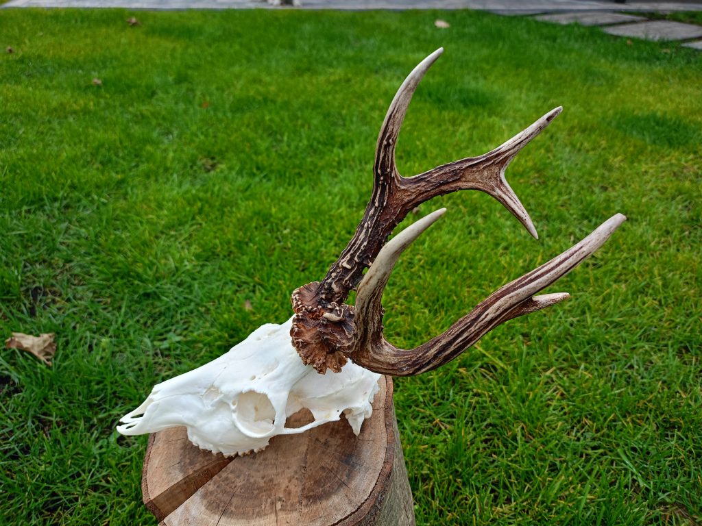 KŁ „Cietrzew” w Kleszczelach