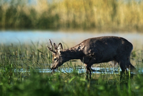 Kozioł