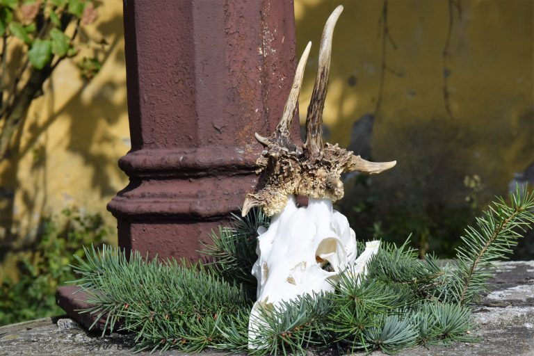 KŁ „Diana” w Poniecu