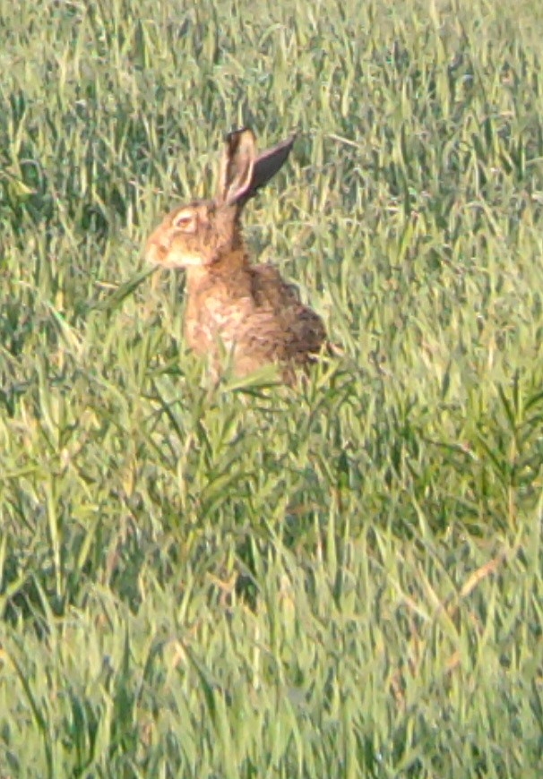 Zając