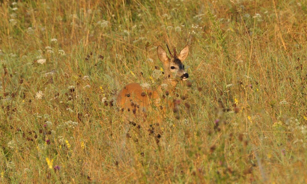 przywabiony rogacz