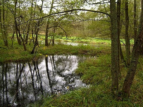 Starorzecze
