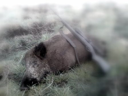 Dzik i pro Hunter