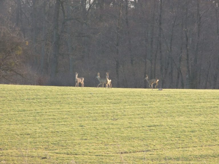 Koziolki