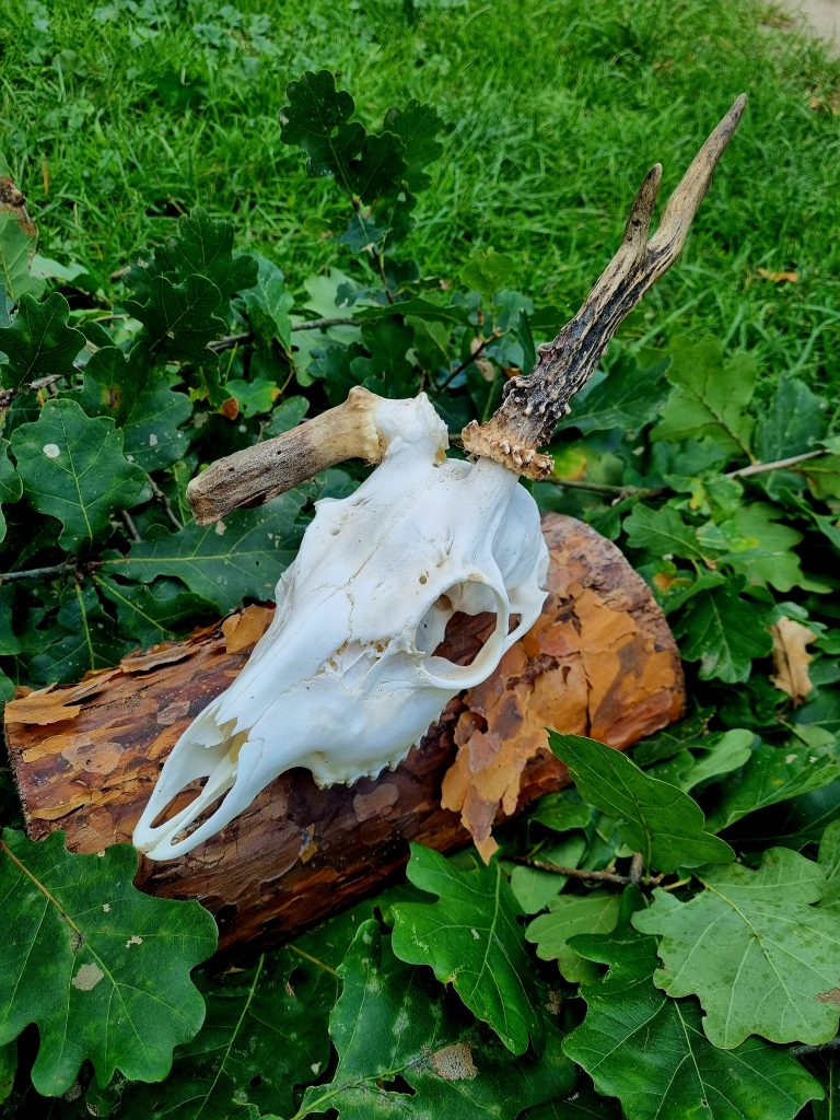 KŁ „Szarak” w Krzywiniu