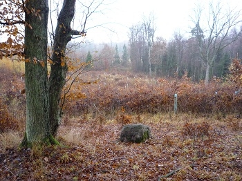 Kętrzyńskie lasy